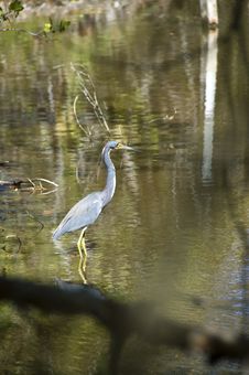 Little Blue Heron Stock Photo Little Blue Heron Stock Photo