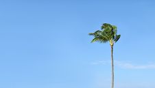 Tropical Palm Tree Against A Blue Stock Photos Tropical Palm Tree Against A Blue Stock Photos