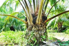 Palm Field Royalty Free Stock Image Palm Field Royalty Free Stock Image