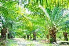 Palm Field Stock Images Palm Field Stock Images