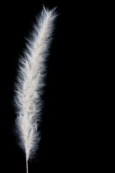 Macro Shot Of Reed Royalty Free Stock Images Macro Shot Of Reed Royalty Free Stock Images