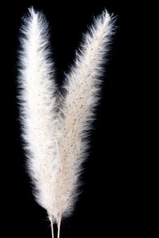Macro Shot Of Reed Stock Photo Macro Shot Of Reed Stock Photo