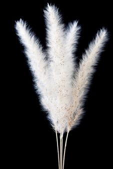 Macro Shot Of Reed Stock Images Macro Shot Of Reed Stock Images