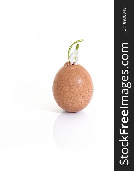 Easter egg with Snowdrop on white background