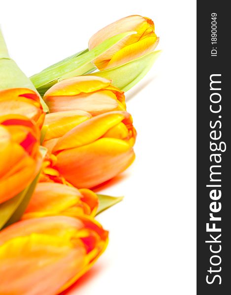 Bunch of yellow orange tulips isolated on white