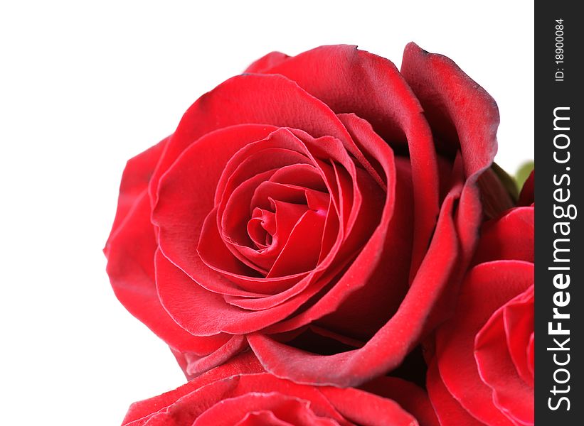 Close-up view of beautiful red roses on white background