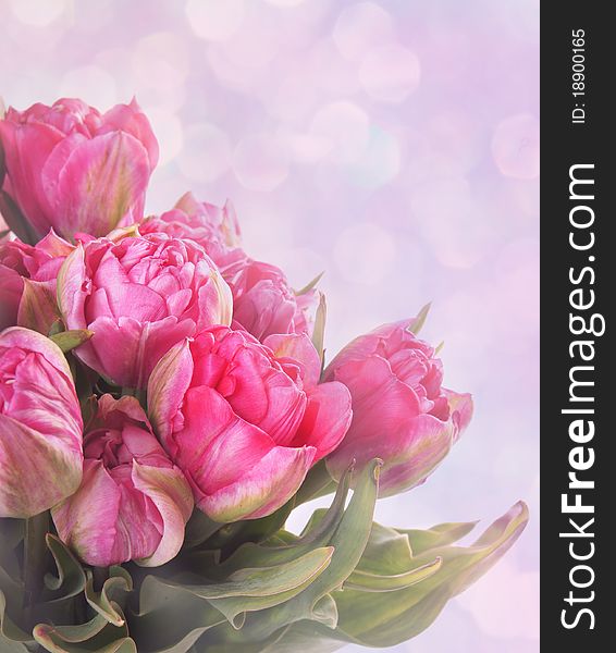 Bouquet of pink tulips colored with violet and pink tone