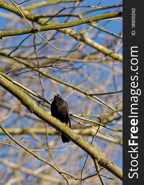 A blackbird sitting on a tree