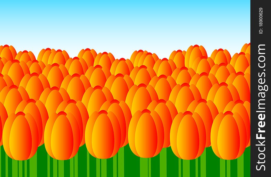 Flower-bed with orange tulips. Flower-bed with orange tulips