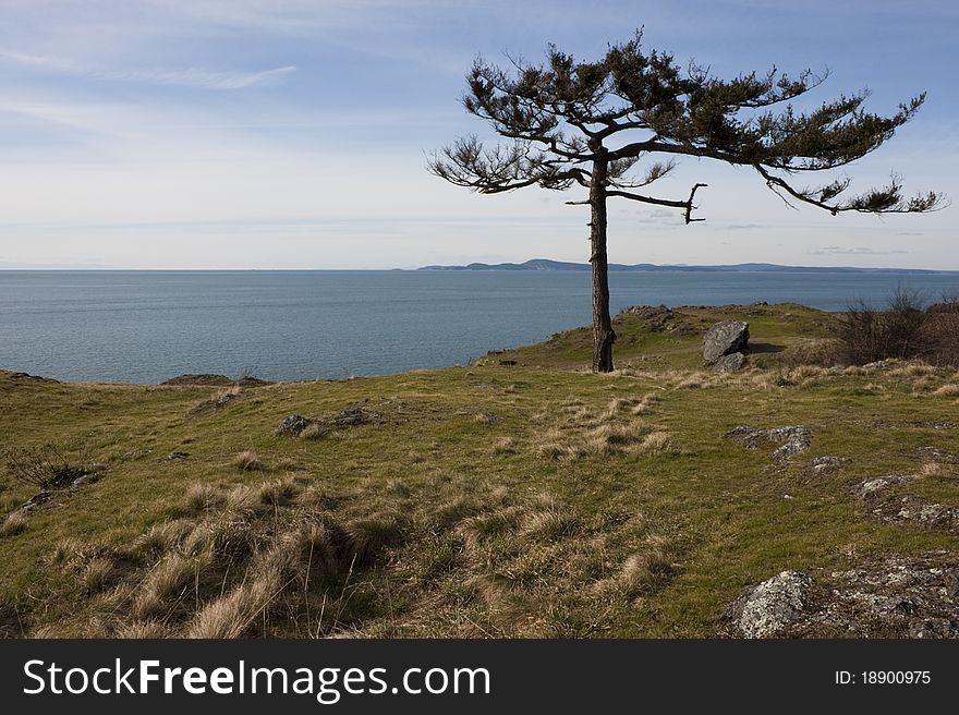 A flag tree stands in isolation in the San Juan Islands in Puget Sound.
