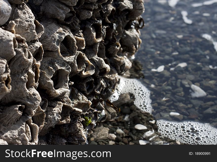 Giant barnacles cling to the rocks above a rising tide.