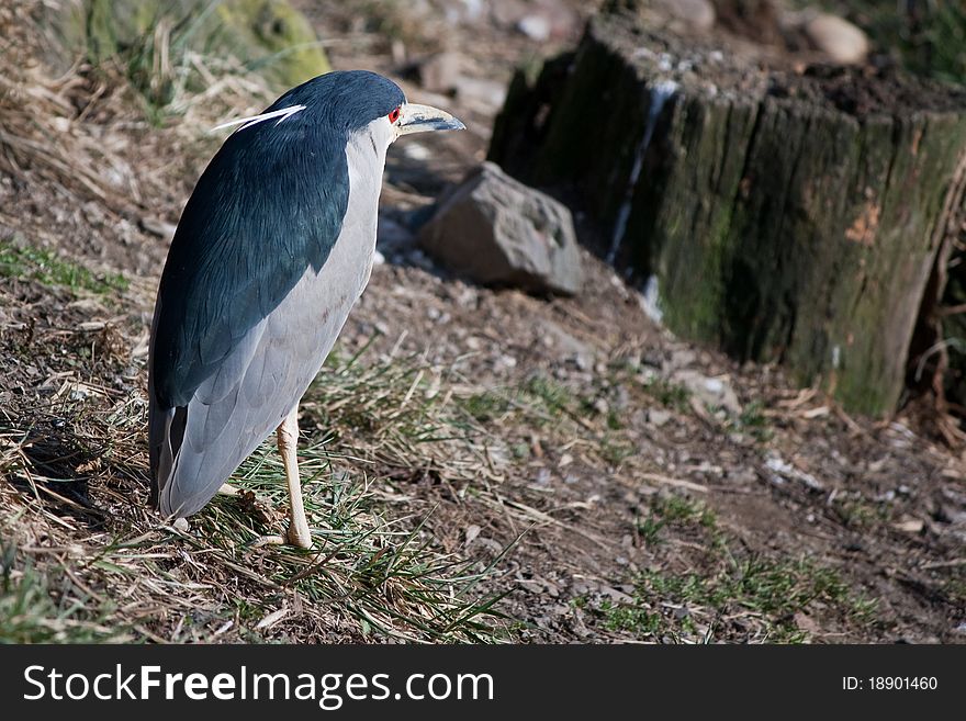 Night heron staying on the downhill