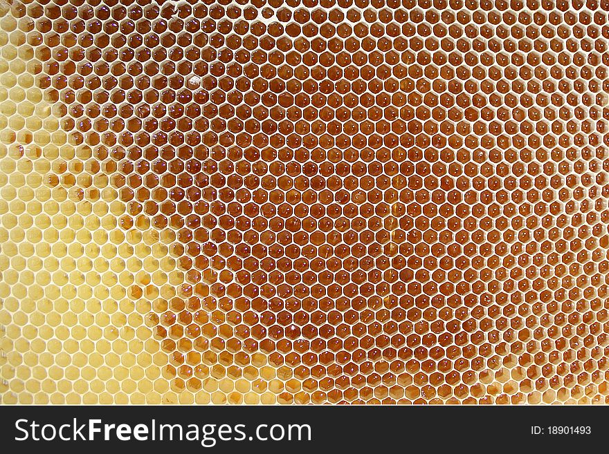 Honeycomb with some honey inside