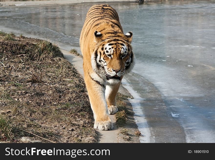 Amur Tiger (Panthera tigris altaica) walking between land and ice at zoo in Hodonin. Amur Tiger (Panthera tigris altaica) walking between land and ice at zoo in Hodonin