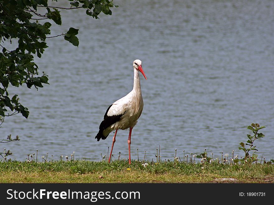 Stork in the front of the lake