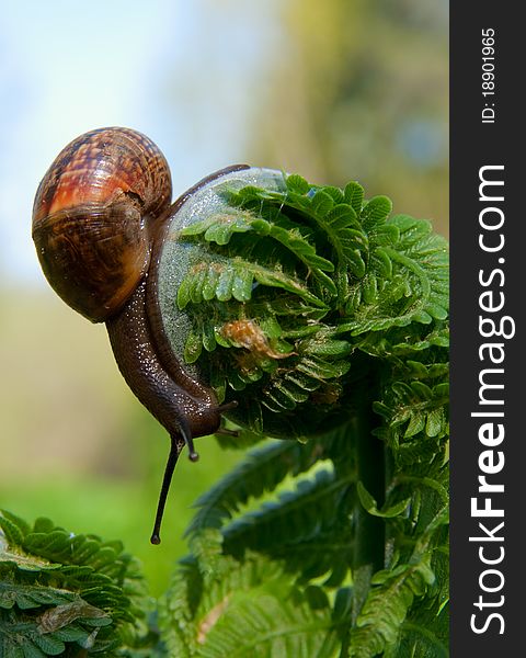 Big snail on a leaf green