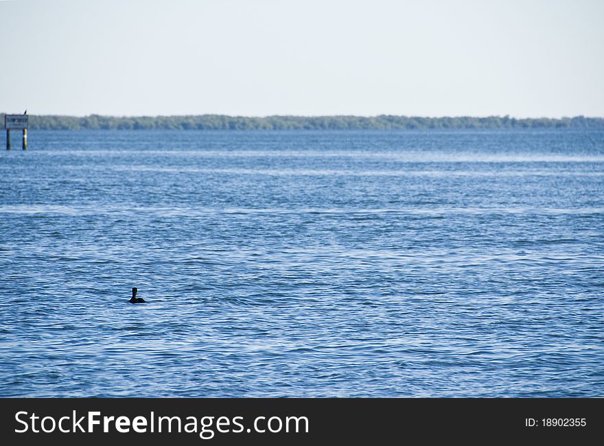 One lone duck floats in the gentle waves of a deep blue lagoon against a gray sky with green forest in the distance.