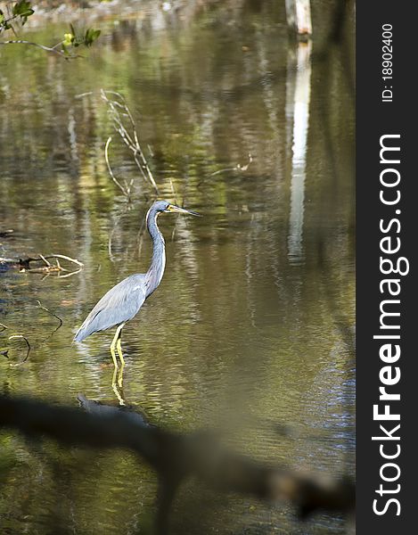 Adult North American little blue heron wading in the shallow waters of a stream off the gulf coast of Florida.