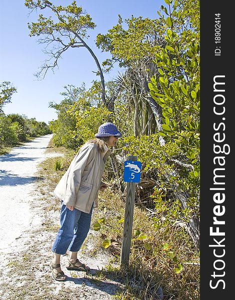 Lone woman peers over embankment looking for alligators in front of alligator crossing sign. Lone woman peers over embankment looking for alligators in front of alligator crossing sign.