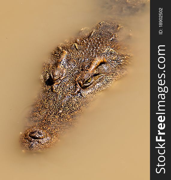 Crocodylidae asia Crocodiles are very fast over short distances, even out of water. Since crocodiles feed by grabbing and holding onto their prey, they have evolved sharp teeth for tearing and holding onto flesh, and powerful muscles that close the jaws and hold them shut. These jaws can bite down with immense force, by far the strongest bite of any animal.