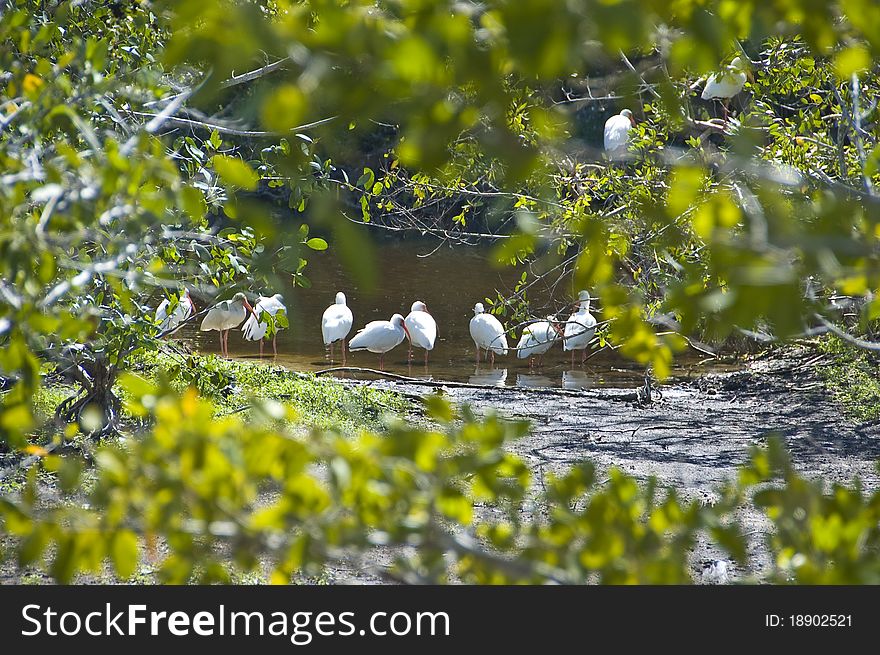American White Ibis wading in a small stream framed by thick green foliage.