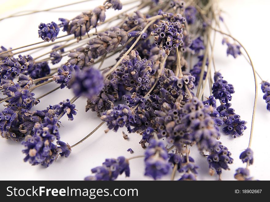 Closeup of withered lavender isolated on white. Closeup of withered lavender isolated on white