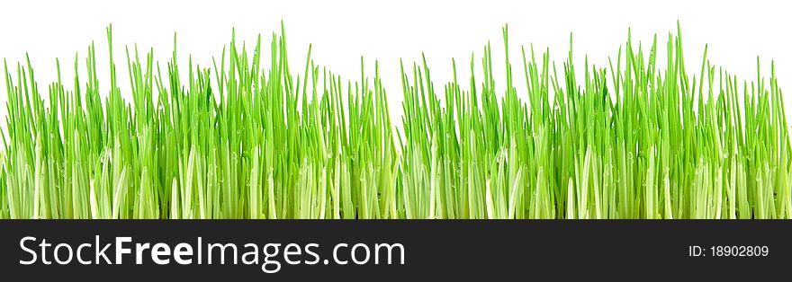 Seamless fresh spring green grass isolated on ï¿½ white background. Seamless fresh spring green grass isolated on ï¿½ white background