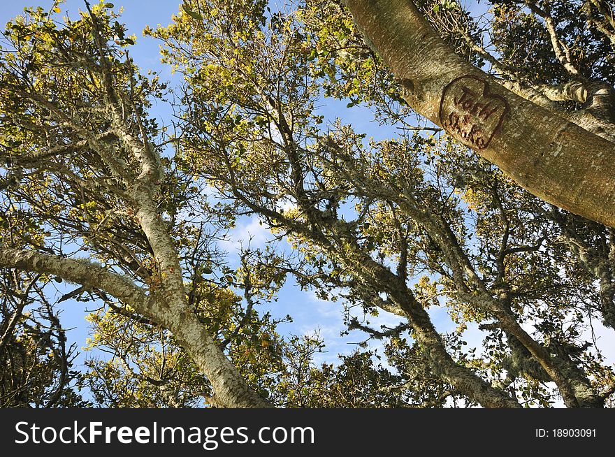 A pair of carved names in the bark of the branch of a tree. A pair of carved names in the bark of the branch of a tree