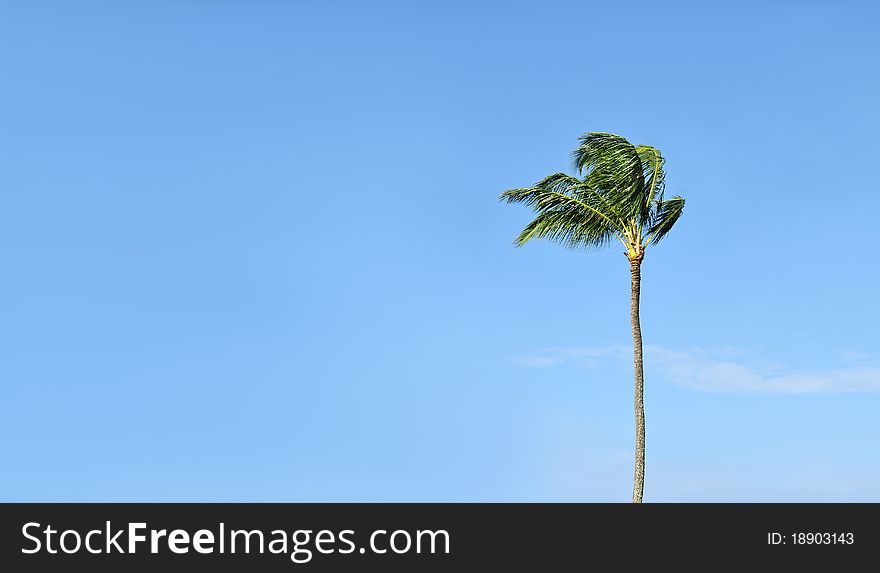 One single tropical palm tree against a blue sky with background copyspace.