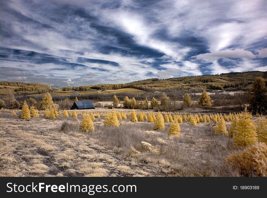 An infrared landscape photograph taken on a christmas tree farm in Monroe, Oregon