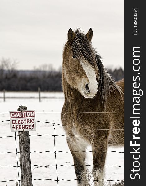 A horse standing by electric fence. A horse standing by electric fence