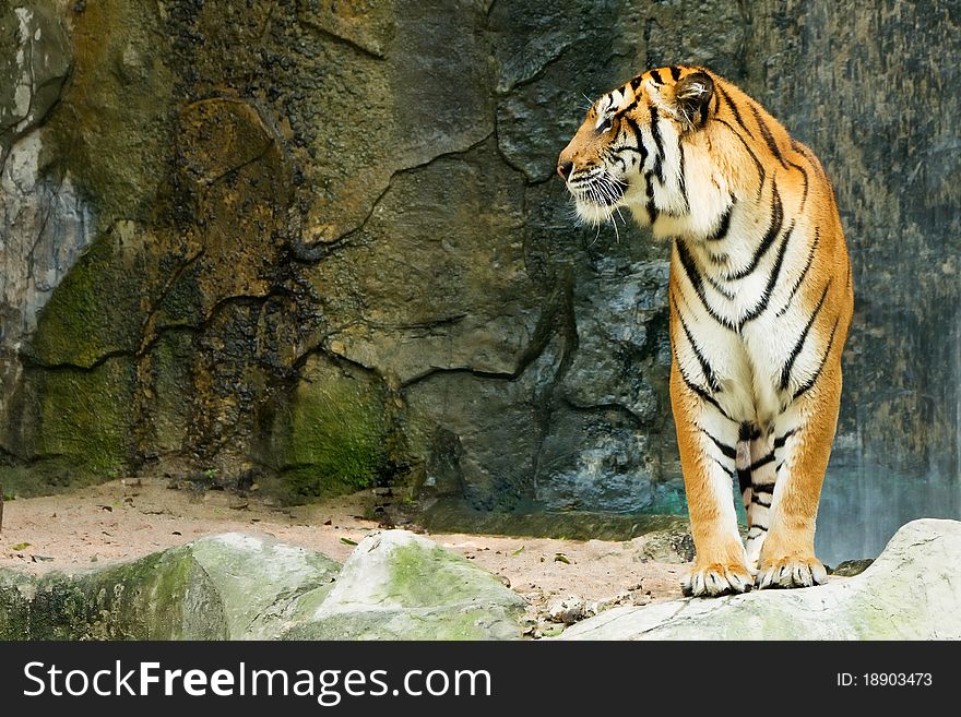 Bengal tiger standing facing to the side. In front of the stone background.