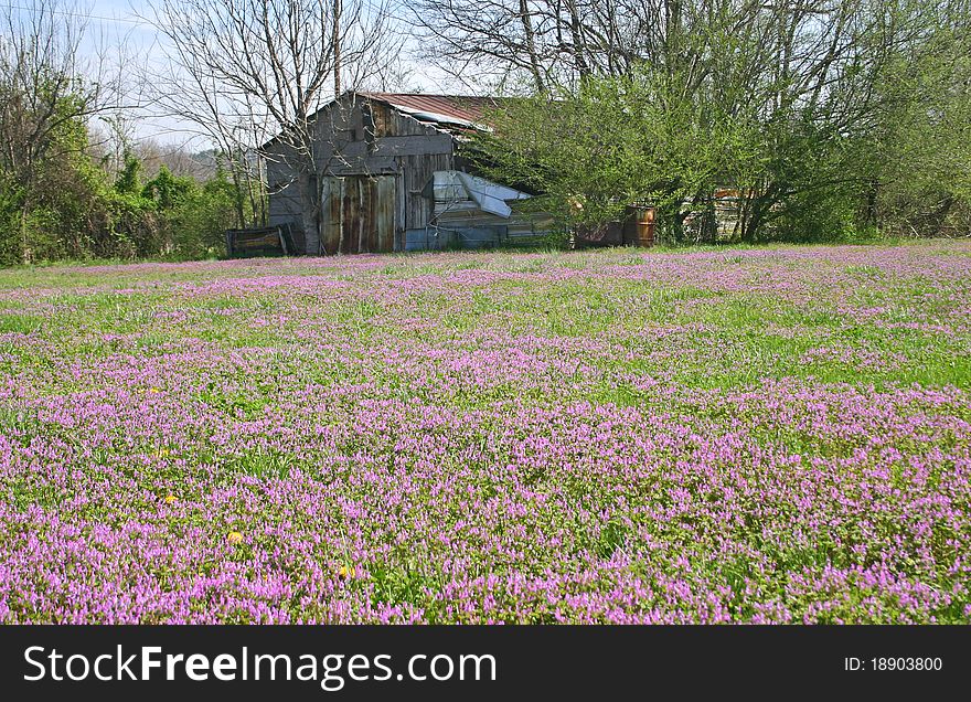 A dilapidated shed in rural Tennessee, with purple ground cover in the foreground. A dilapidated shed in rural Tennessee, with purple ground cover in the foreground.