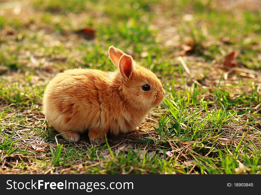 A lovely bunny at grassland. A lovely bunny at grassland