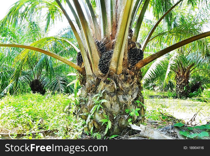 Palm plant in nature field. Palm plant in nature field.