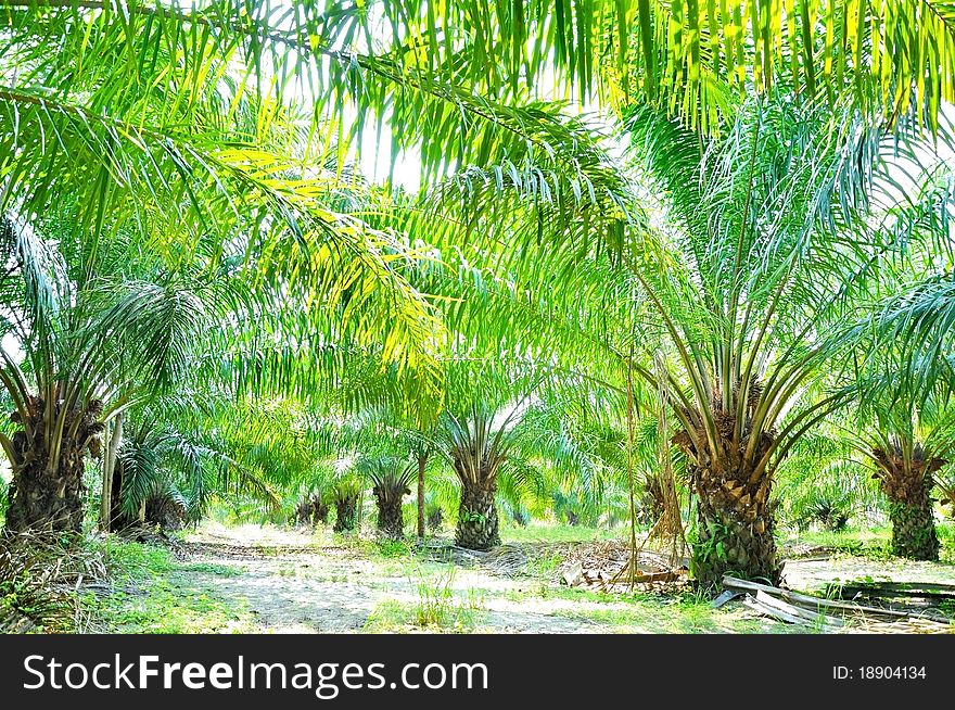 Palm plant in nature field. Palm plant in nature field.