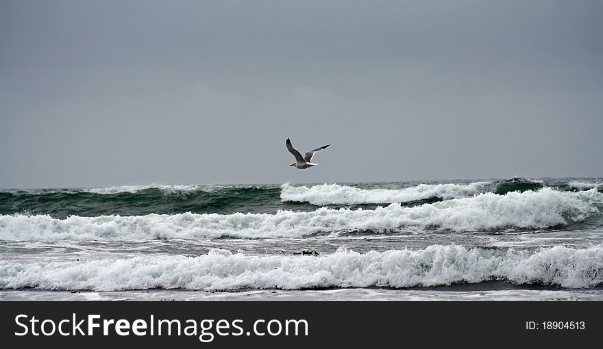 Beach and Seagull in Gualala California