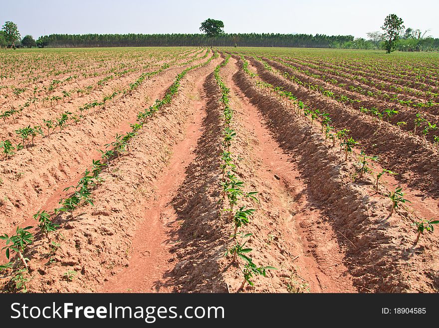 Cassava field in eastern Thailand