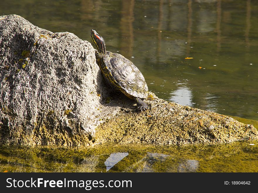 Red eared slider turtle sitting on a rock in a pond. Red eared slider turtle sitting on a rock in a pond