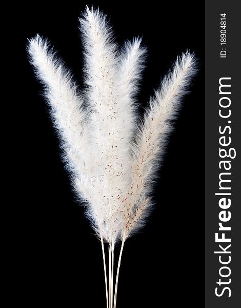 Details of tropical reed on black background. Details of tropical reed on black background