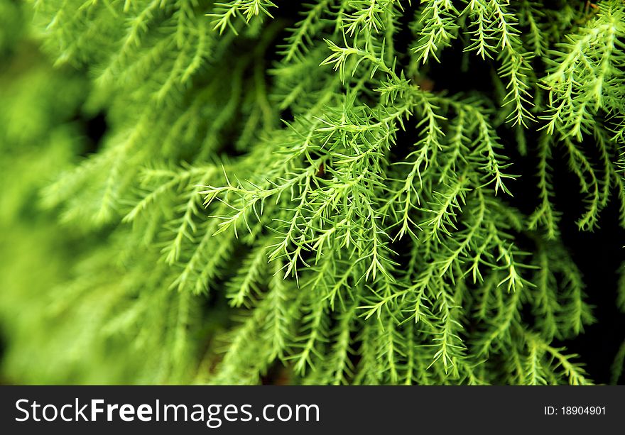 Spring green leaves