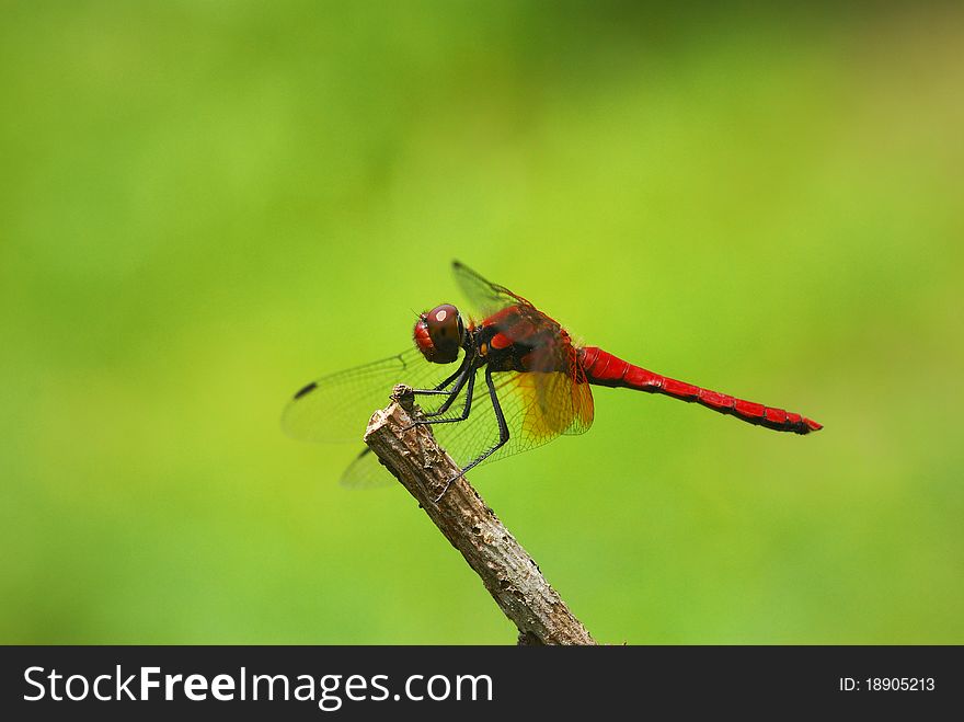 Red dragonfly with green background