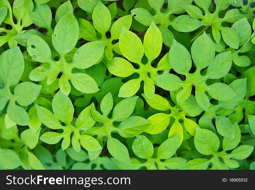 Beautiful green leaves background and wall paper. Beautiful green leaves background and wall paper