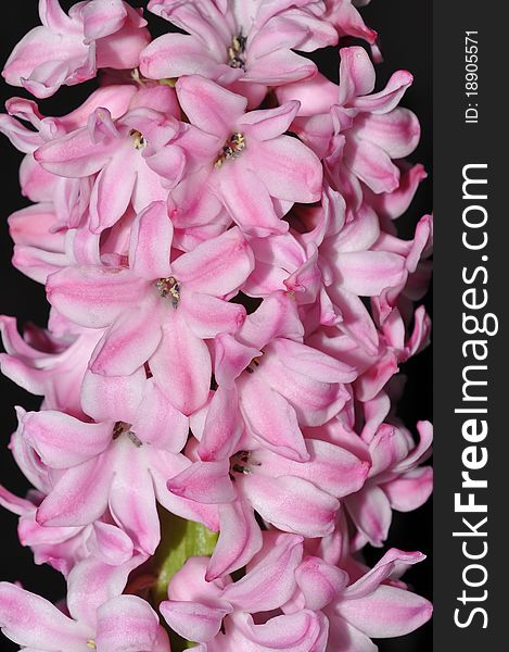 Pink Hyacinthus orientalis, Common Hyacinth macro