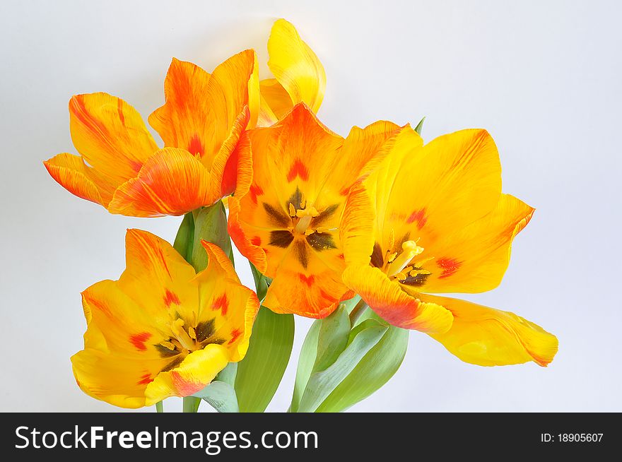 Beautiful yellow tulips on grey background. Beautiful yellow tulips on grey background