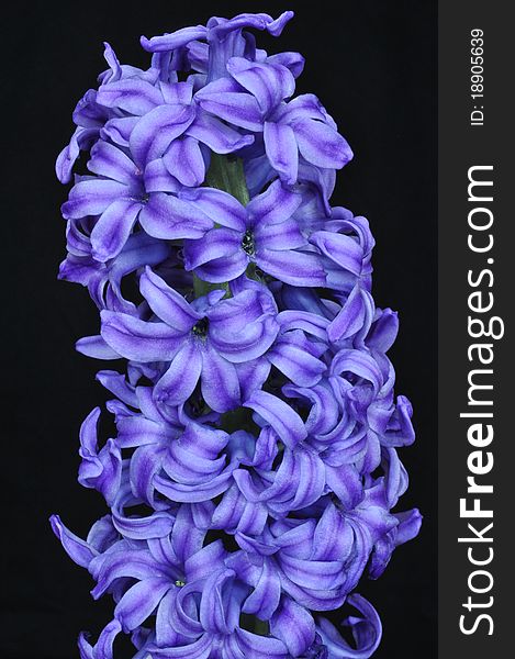 Blue Hyacinthus orientalis, Common Hyacinth macro. Blue Hyacinthus orientalis, Common Hyacinth macro