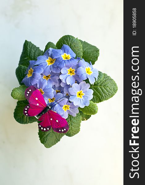 Primrose - spring flower and butterfly