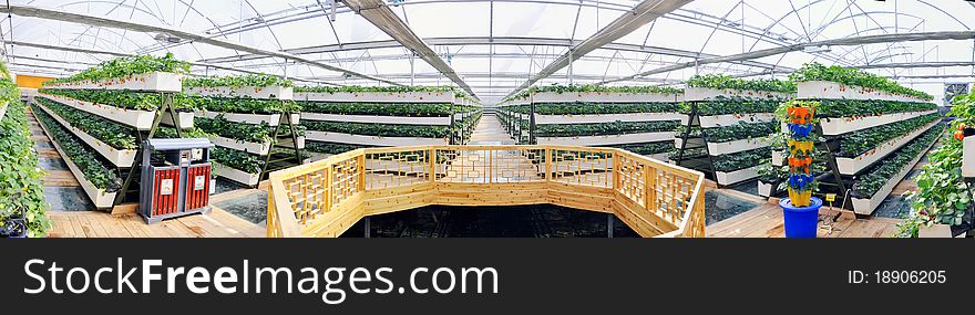 Strawberries grow in the greenhouse. Strawberries grow in the greenhouse