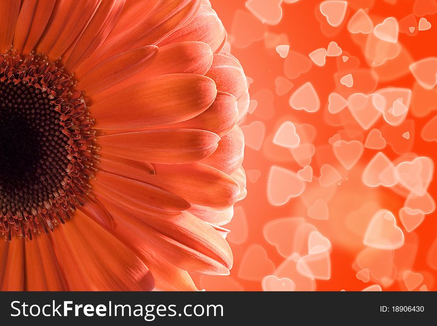 Gerbera On Hearts Background