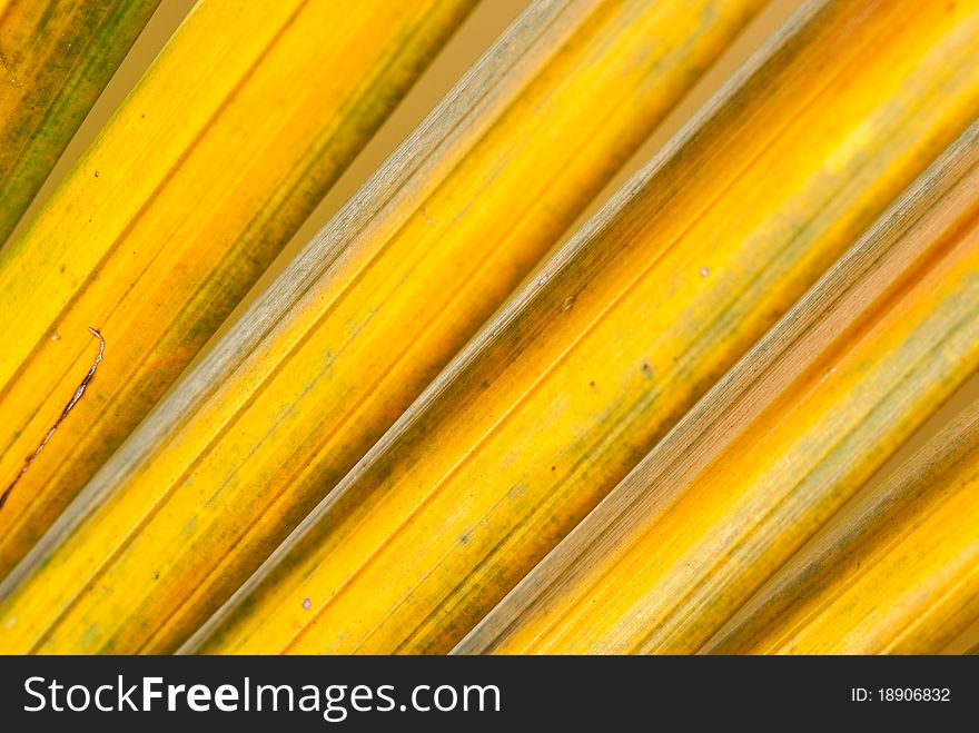 Abstract background closeup of leaf